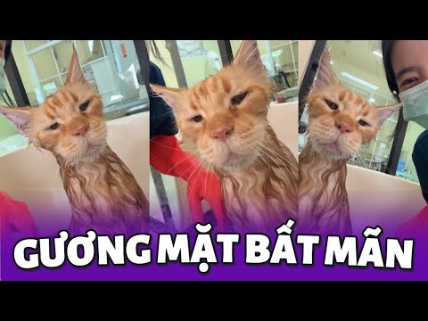 Những khoảnh khắc hài hước của thú cưng trên TikTok (Tập 1) 😂