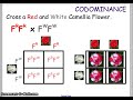 Mendelian Genetics and Codominance Concepts