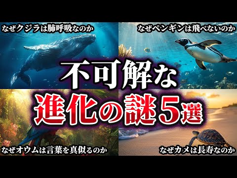 【ゆっくり解説】真相が気になる不可解な進化の謎5選