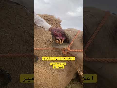 اذا علفت من اعلاف سنابل الشعير 😭#الشعب_الصيني_ماله_حل #ترند #اكسبلور_فولو #اكسبلور