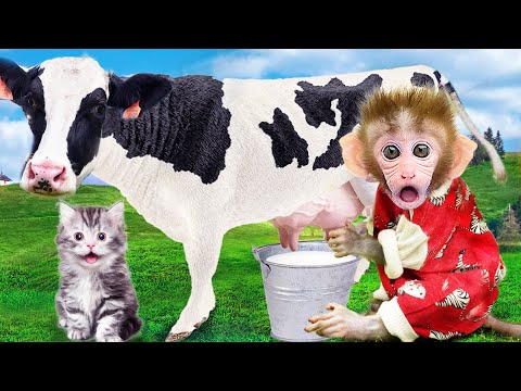 Baby Monkey Bon Bon milks cows on the farm | Animals Home Monkey