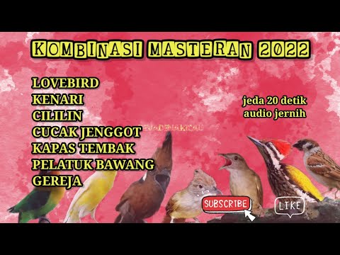 Kombinasi masteran terbaru 2022//lovebird,kenari,cililin,jenggot,kapas tembak,pelatuk bawang,gereja