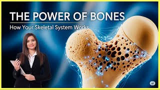 The Power of Bones, How your skeletal system work, a complete brief guide ￼😀