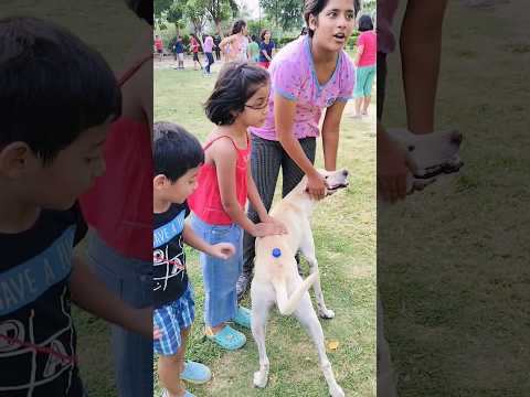 pet lovers ♥️ #shorts #vibeswithkanishka #viral