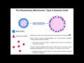 Understanding Alveolar Cells and Pulmonary Surfactant