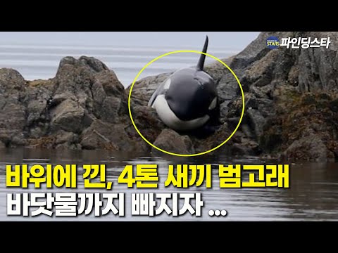 바위에 몸이 낀 새끼 범고래, 썰물로 바닷물까지 빠지고 있는 상황에 구조대의 응급처치가 시작되는데
