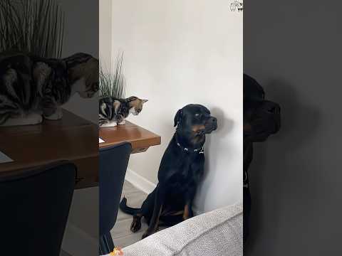 It is said that dogs are very bold 🧐🐾 #funny #funnydog #funnyface #cat #happy #foryou #lol