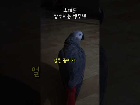 김유정 업어키운 앵무새 #다시보고싶은영상 #2017년도