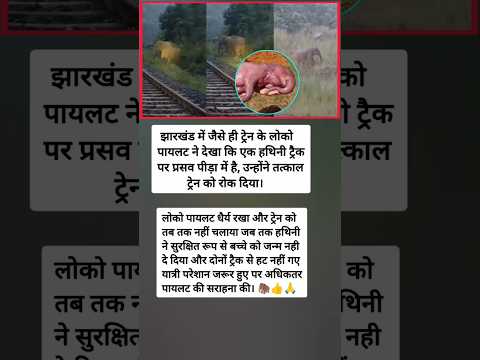 झारखंड में जैसे ही ट्रेन के लोकोपायलट ने देखा कि एक हथिनी ट्रैकपर प्रसव पीड़ा में है, उन्होंने ।