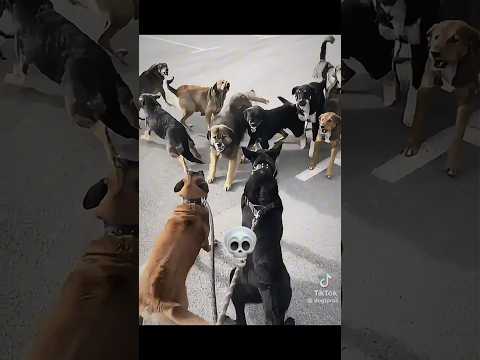 Dog Protection ☠️☠️