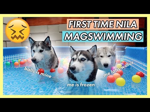 3 HUSKIES INDOOR SWIMMING ON INTEX RECTANGULAR FRAME POOL SET