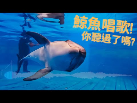 【精選】你聽過鯨魚唱歌嗎？神秘的鯨豚之歌被錄下來了！台大獸醫學院全球首度偵測海豚與人的互動超嗨！就像一群幼稚園小朋友！金鐘主持人舒夢蘭獨家揭密｜大洋的召喚｜聚焦全世界 - YouTube(7分41秒)