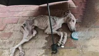 Left to Die in a Box Under Raining for Days… But Rainy Fought for Love, and Love Fought Back!