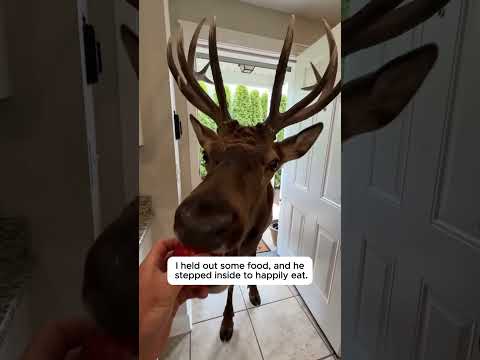 He Freed A Massive Elk Tangled In A Wire Net 😱 #shorts