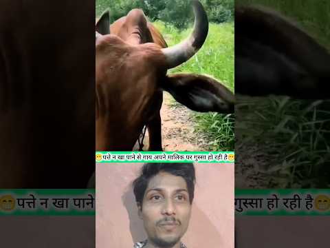 गाय अपने मालिक पर भड़क रही है ?, August 1, 2024