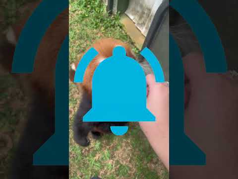 ANIMAIS QUE SE NÃO TIVESSEM SIDO EXTINTOS ACABARIAM COM O PLANETA 😱 #shorts