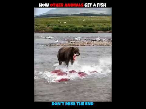 How Other V/S Cat Get a Fish #viralshorts #viralytshorts #shorts #animalshorts #ytshorts #animal