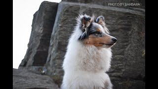 Indigo Perla z Polabí - 7 months