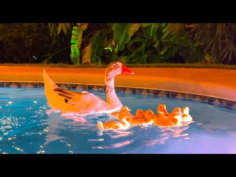 🐥 Mom duck swims with her tiny ducklings in a glowing pool at night