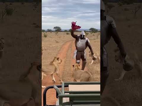Most DANGEROUS Safari Feeding Ever? 😱🥩#funnyshorts #funnyanimals #lion