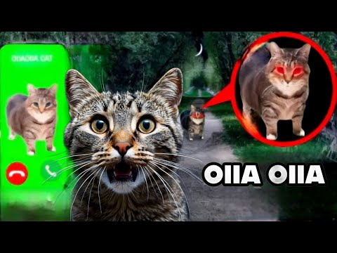НИКОГДА НЕ ИЩИ OIIAOIIA CAT в интернете! **проклятый кот**