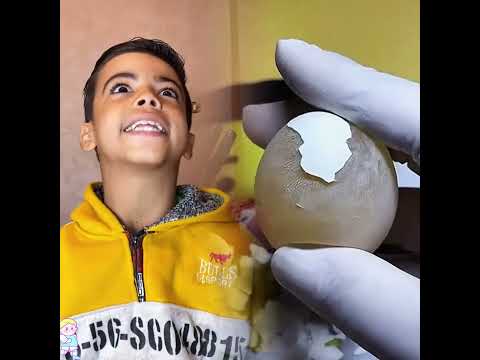#fyp #fypシ #foryoupage #funnyvid ‎#رامي_موصللي #اسطنبول #مصر #جيفارا_العلي #يوتيو😘😘😘😘😘