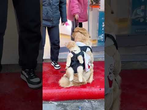 Golden Retriever Go out with Puppy #shorts #dogs