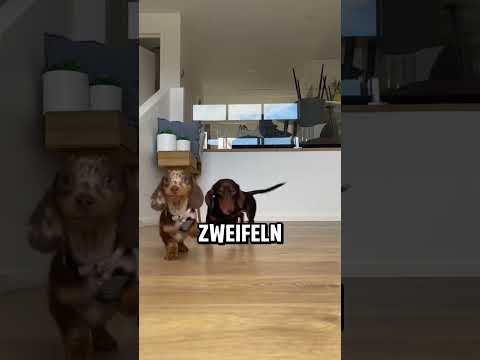 5 Gründe warum du einen Dackel brauchst #lustigehundevideos