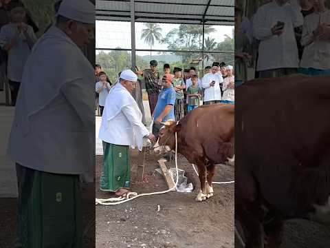 Sapi qurban ngamuk mau sholat id dg pk ustad #sapi #sapilucu #shorts #kambing #iduladha2025 #qurban