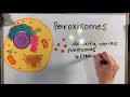 Cell Transport and Organelles Concepts