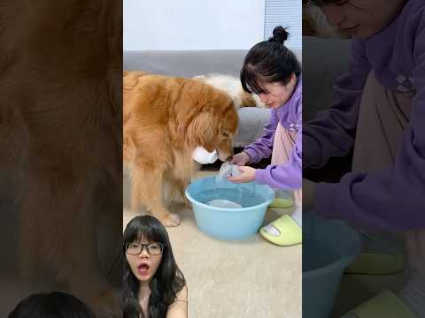 GUKGUK THROWS MAMA’S BOWL TOO :) #shorts #funny #cutedog #fyp