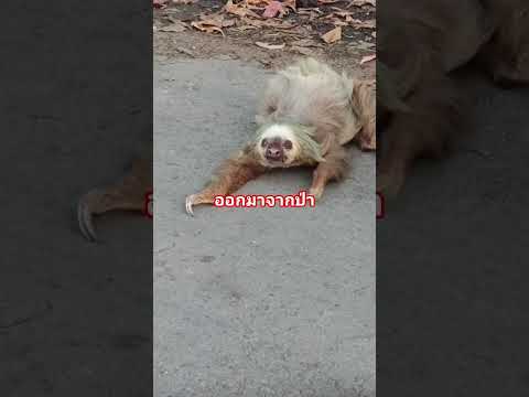 คลานออกมาช้าๆ #สัตว์ #ป่าเขา #ไวรัล #คลิปสั้น #สัตว์โลกน่ารัก #ชาวบ้าน #ธรรมชาติ #สวน #ข่าวเด็ด