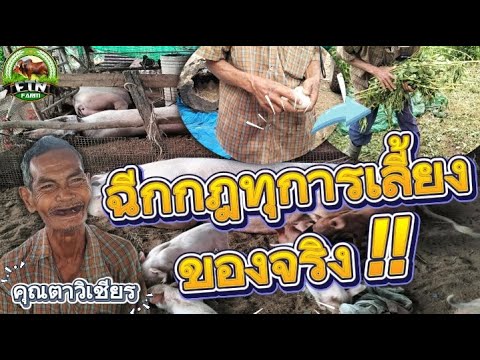 ฉีกกฎทุกการเลี้ยงของจริง!!และการเลี้ยงแบบนี้ดีไหมและถ้าเลี้ยงแบบปล่อยลงธรรมชาติจะดีไหม ?