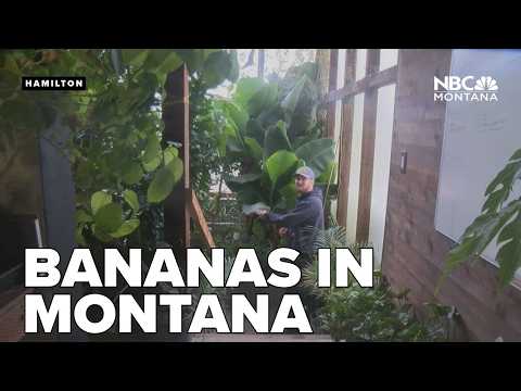 YouTube video thumbnail: Bananas, Papayas, Pineapples and Lemons Flourish in Bitterroot Greenhouse