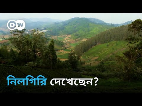 নিলগিরির যৌবন ফেরাচ্ছে কুনুরবাসী