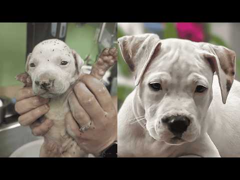 Tiny Sick Puppy Has Incredible Transformation!