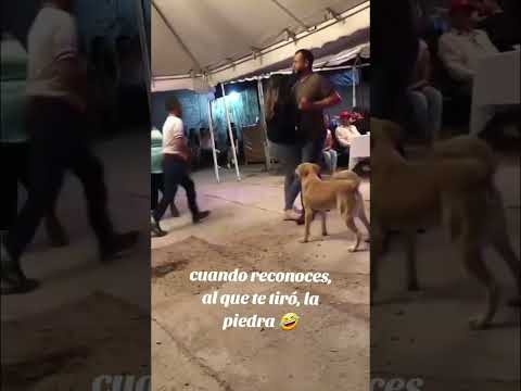 Perro muerde a invitado #fiesta #cumpleaños #feed #feedshorts #shortsfeed #shorts #youtube #viral