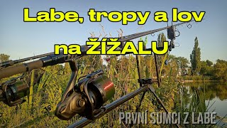 živě! Labe a večerní lov na rousnice 1h:27m dva (mini)sumci za sebou.