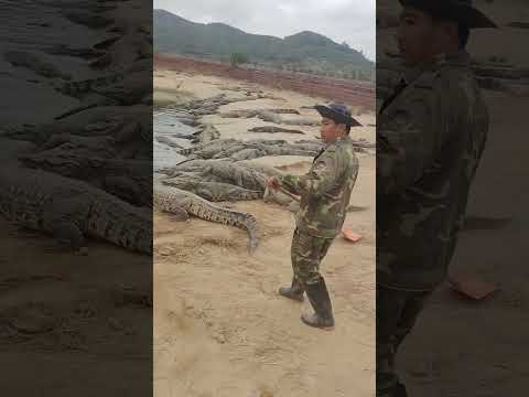 How crocodiles are raised on farms #shorts #crocodiles