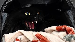 I Met a Tiny Black Hole of Rage