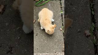 feeding the strays