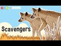 Carnivores, Scavengers, and Herbivores