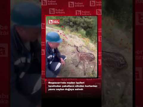 Beypazarı'nda maden işçileri tarafından çakalların elinden kurtarılan yavru ceylan doğaya salındı