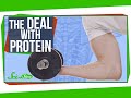 Understanding Proteins and Their Role in the Body