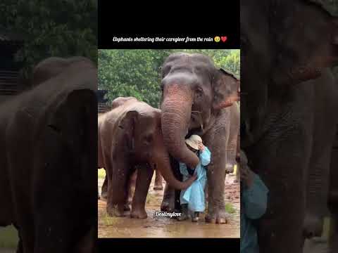 Pure Love 💕💕 Elephants sheltering their caregiver from the rain 🥹❤️ #love #cute #shorts #destinylove