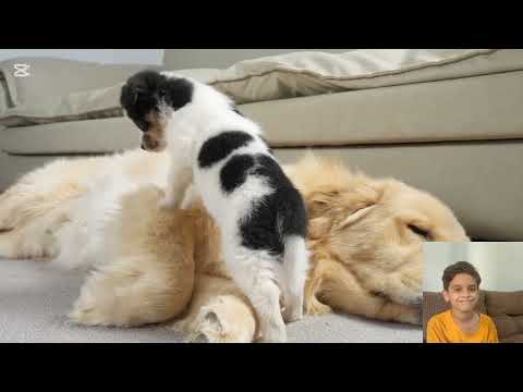 Cute puppy annoying sleeping father dog 🐶🐕