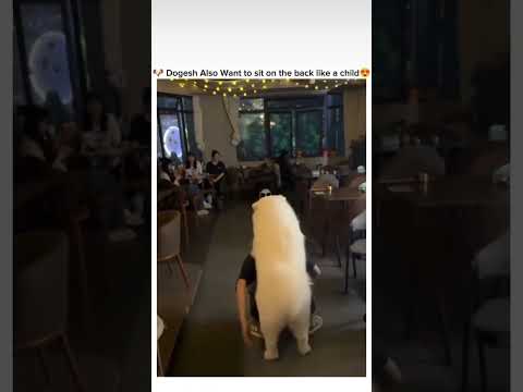 dogesh bhai also want to sit on the back like a child 😚🤭#awwww #cute #dog #funny #video #ever 🤭😚💕