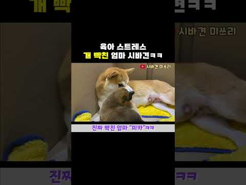 시바견이 시바견인 이유ㅋㅋ #shorts