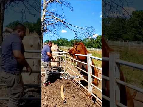 I found a little cow and stuck the cow's leg through a rod #sorts #sort #ytshorts
