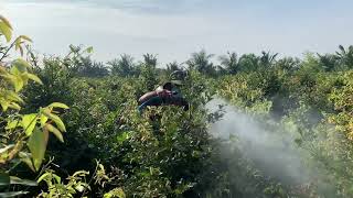 Bo tàn mai hơn 1 năm tuổi vườn mai Quyên